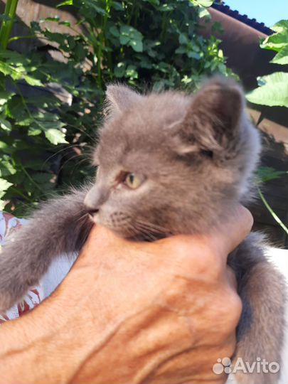 Кошечка в добрые руки