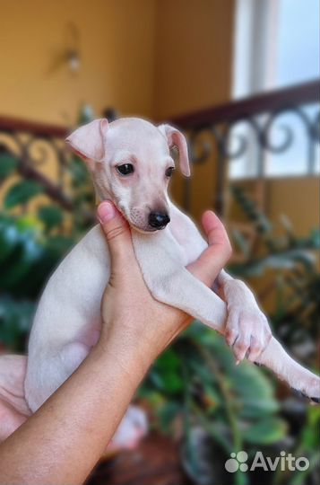 Щенки левретки