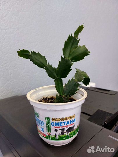 Декабрист белый, красный, жёлтый