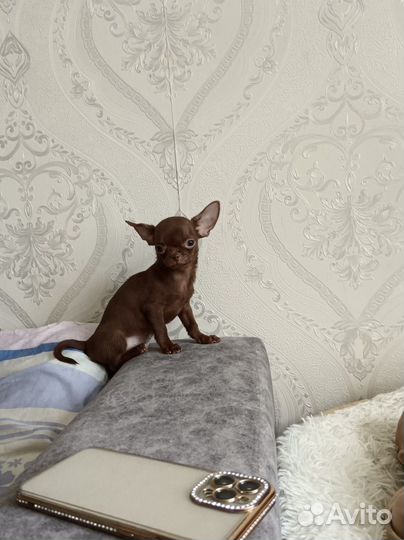 Мини чихуахуа