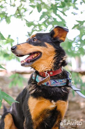 Приходи в приют за другом