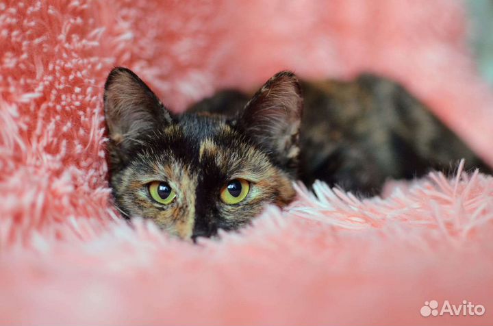 Котенок Мишель в добрые руки