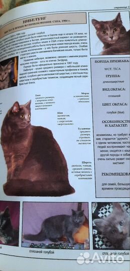 Джульетта Мей Все о породах кошек