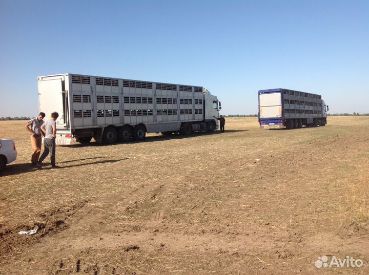 Перевозка скота крс,Коров,Быков, Нетелей,Телят,Лош