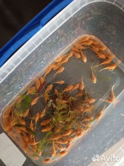 Сомики анциструсы