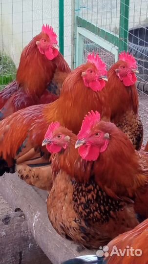 Кучинские петушки