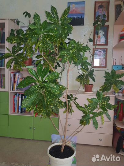 Красивый цветок Кротон Аукуболистный для дома и оф