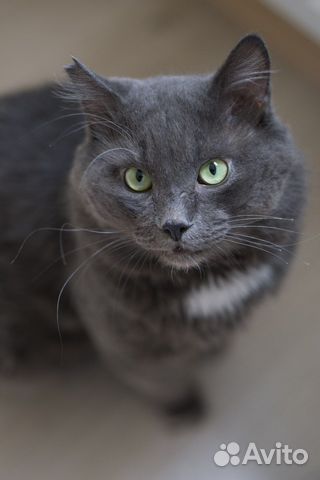 Добряк Томми ждёт своих людей