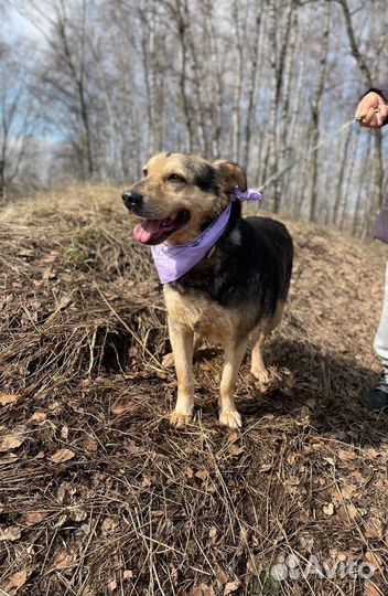 Спокойная небольшая собака в добрые руки
