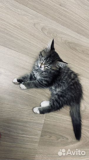 Котенок
