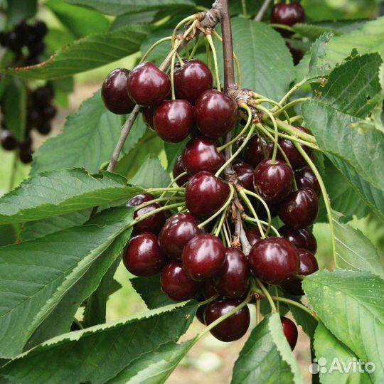 Вишня Шоколаднца 2х летняя Ранняя