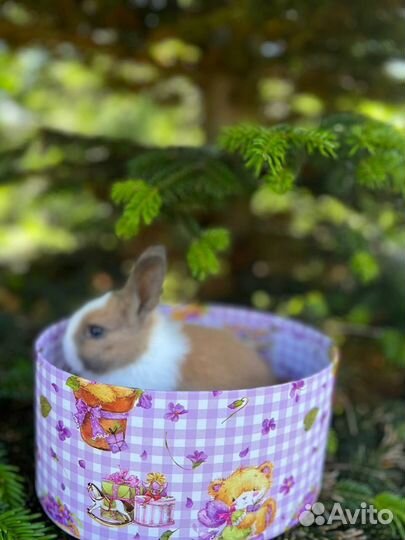 Кролики из Питомника. Привитые. Срочная Доставка