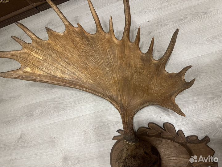 Рога лося 1,5 метра