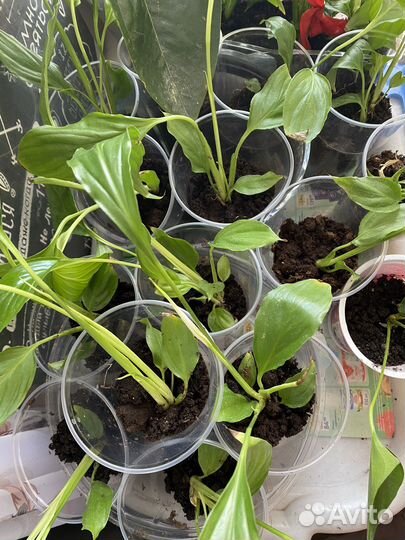 Спатифилуммы