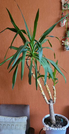 Комнатные цветы Юкка- пальма