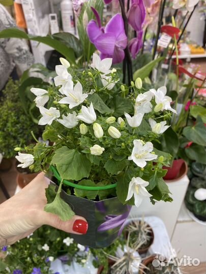 Кампанула жених и невеста