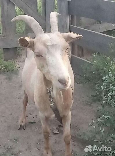 Продам молоко козье и коровье. Творог, сливки