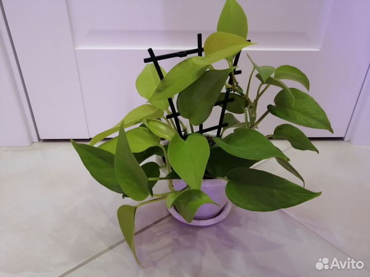 Эпипремнумы, сциндапсусы