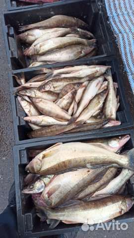 Свежая рыба