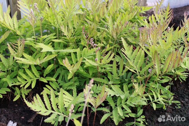 Папоротник оноклея купить в Санкт-Петербурге | Товары для дома и дачи ...