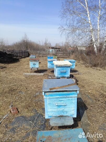Продам пчел