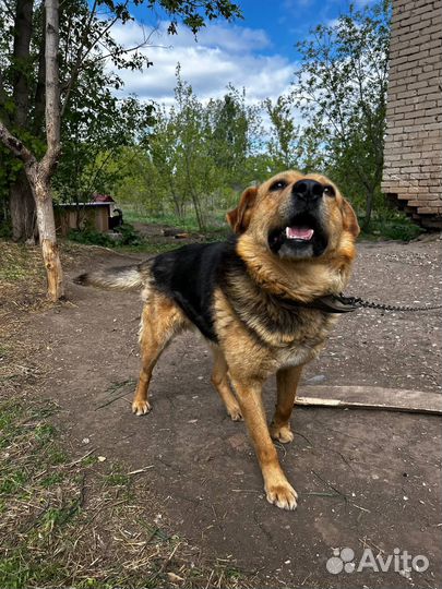 Гоша ищет дом