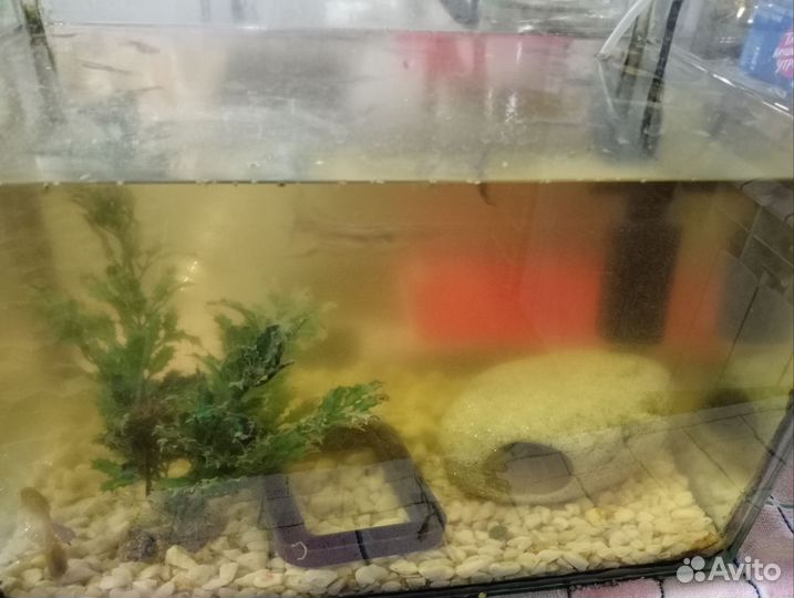 Гуппи и сомик с оборудованием и кормом