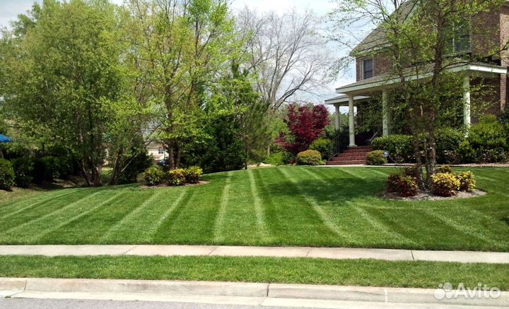 Рулонный газон с укладкой в наличии