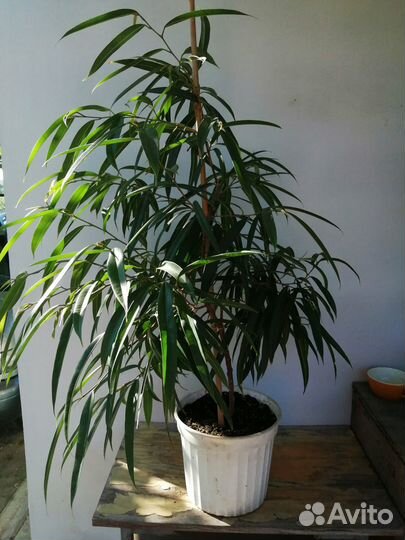 Фикусы Али, Комнатные растения