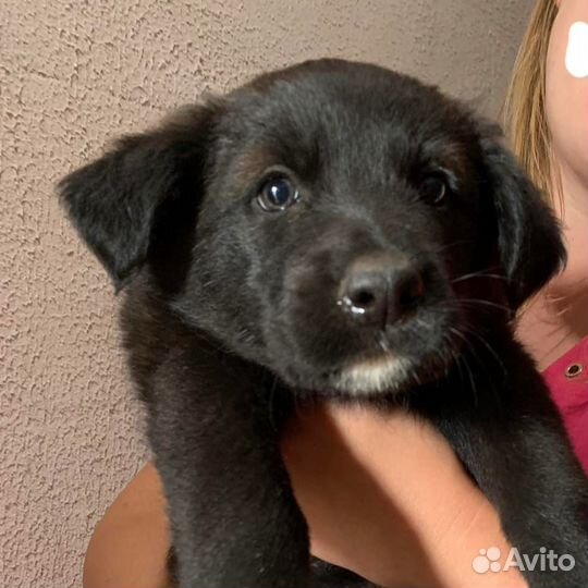 Малыши ищет семью