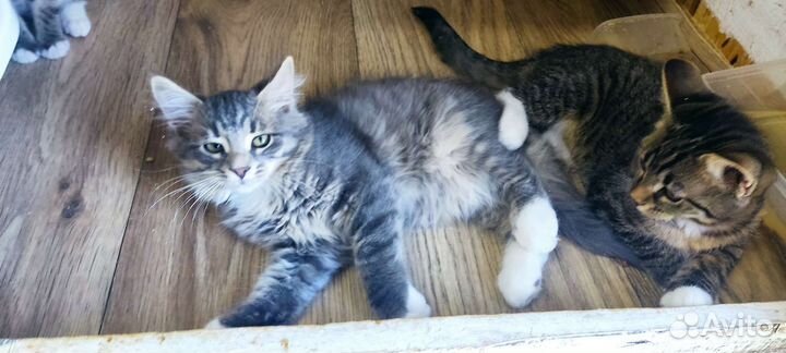 Шикарный серый котенок 3,5 мес