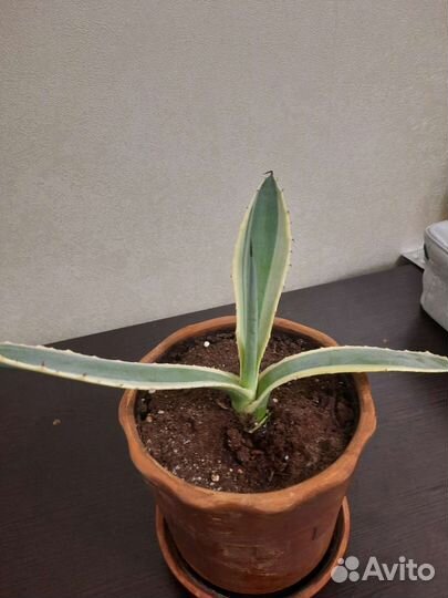 Кактус агава