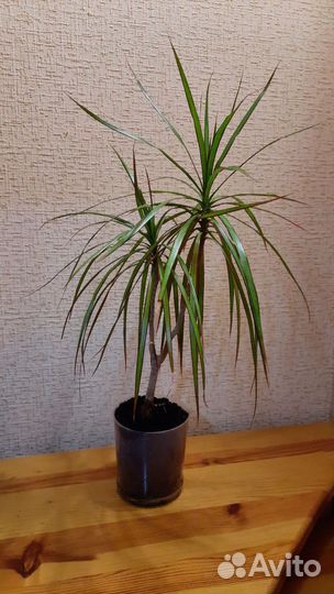 Цветы драцена