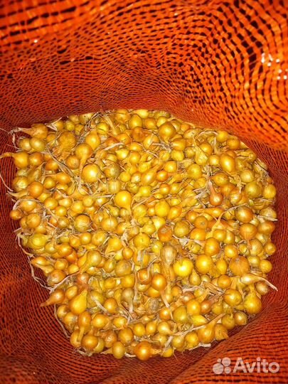 Лук севок оптом