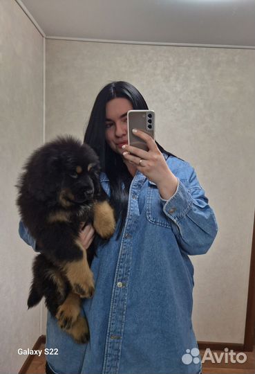 Тибетский мастиф щенок девочка