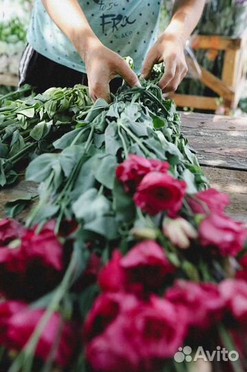 Срезка эустомы