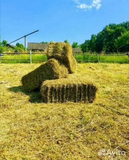 Сено в тюках