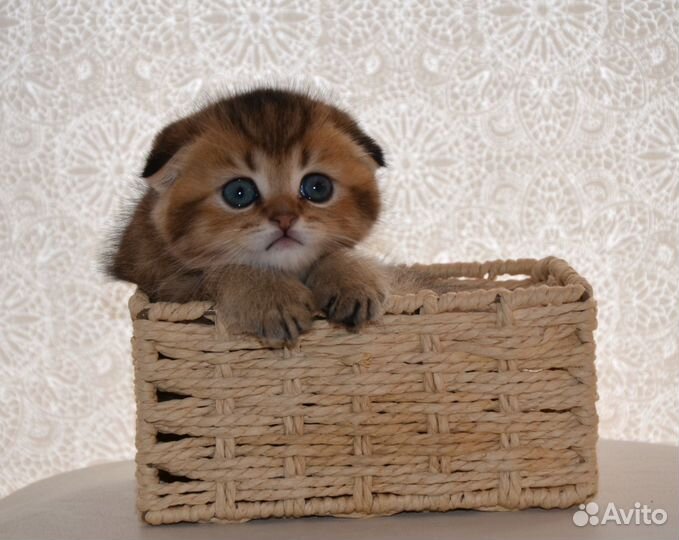 Породистые шотландские котята