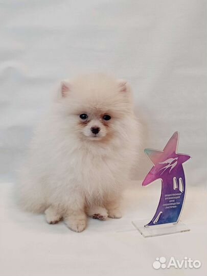 Мини помы Померашки из питомника