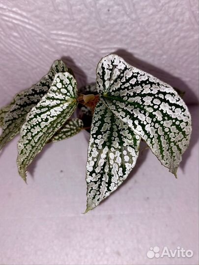 Бегония кейн Вайт Айс (Белый лёд)