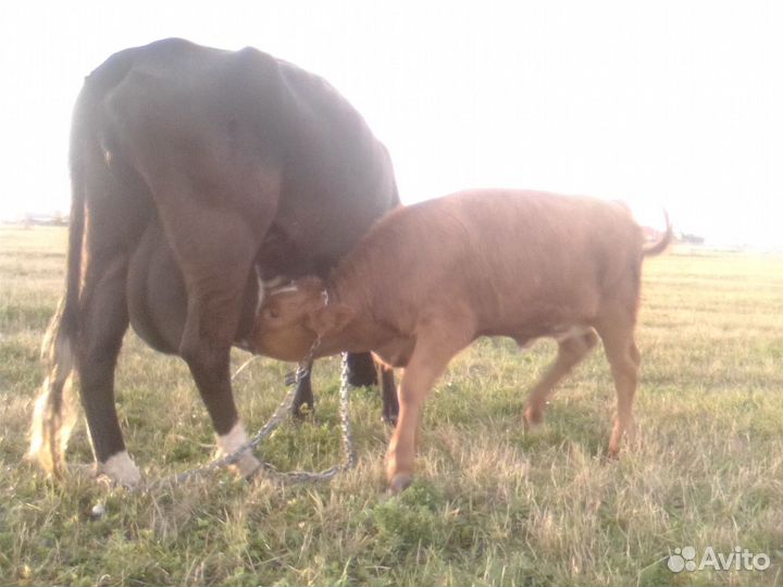 Корову хорошую продам