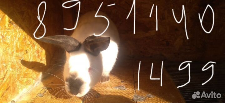 Кролики с доставкой