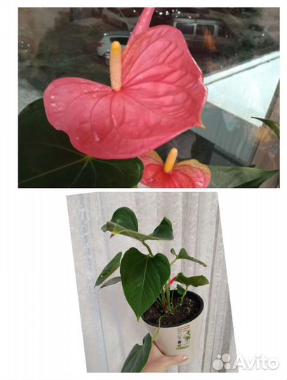 Антуриум красный