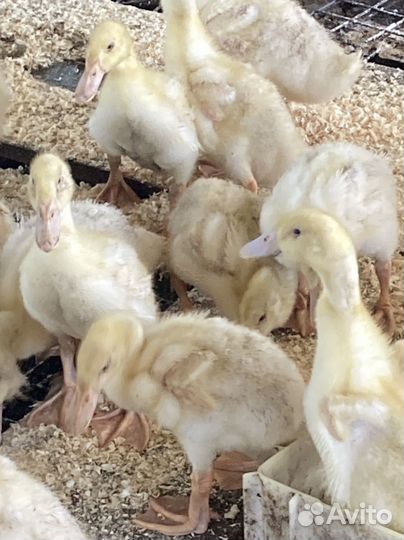 Утята черри велли