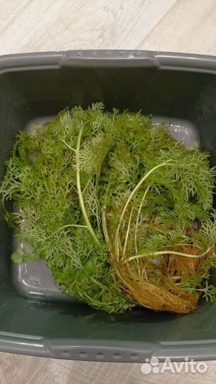 Папоротник Индийский