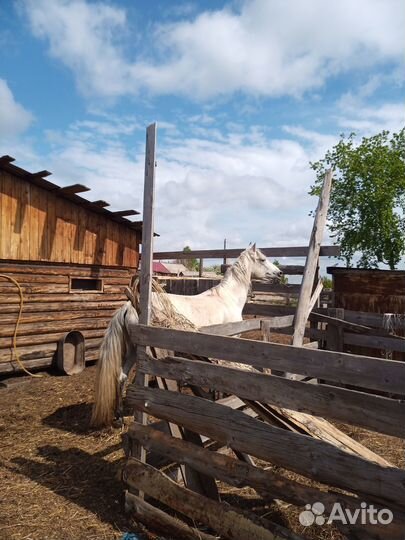 Жеребец орловский рысак