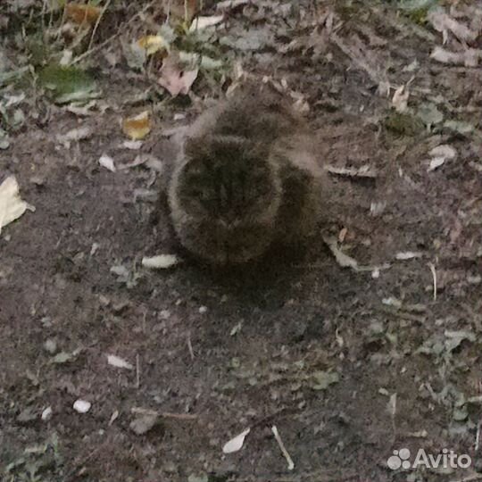 Котята ищут дом, живут на улице