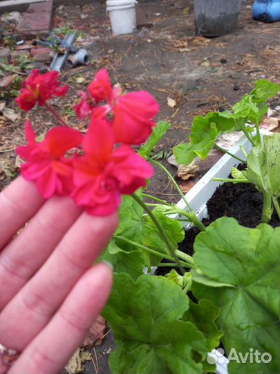 Пеларгония герань