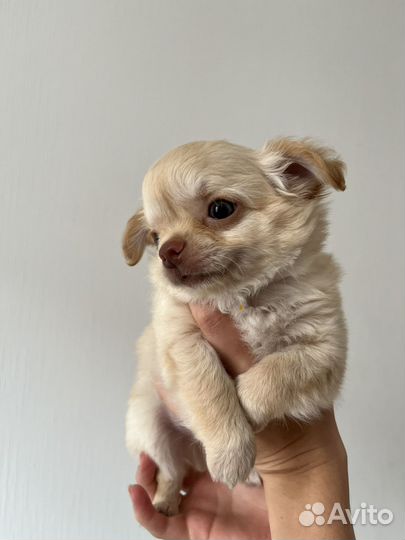 Щенки чихуахуа