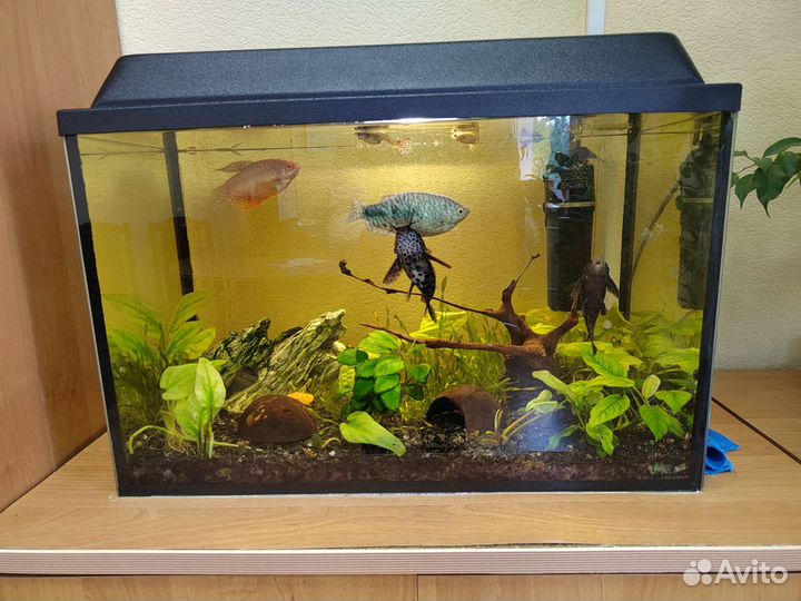 Аквариум